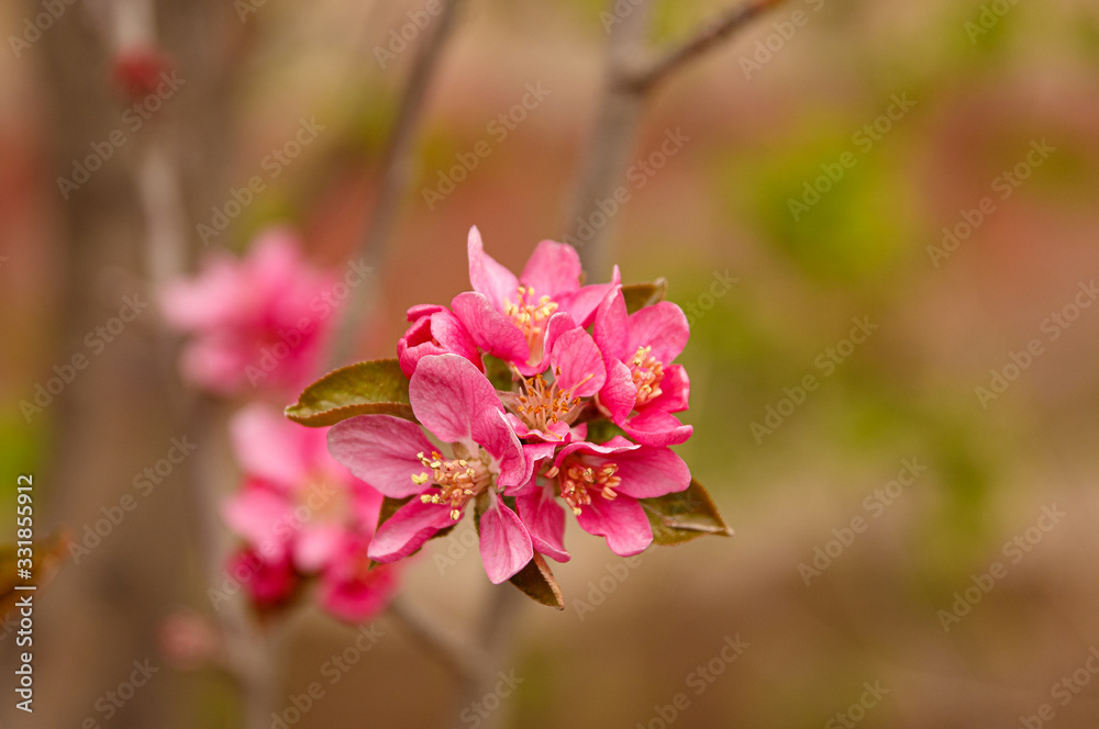 pink flowers in garden pink flowers in garden