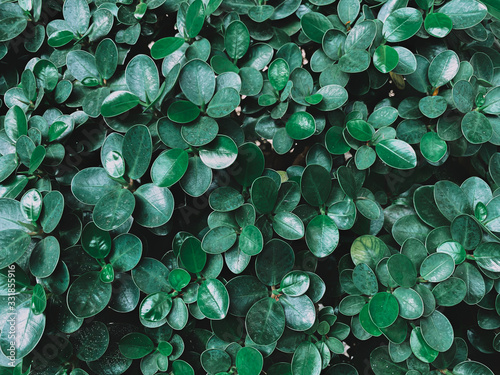 beautiful of dark green leaves background or wallpaper