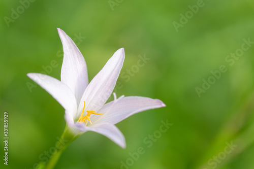 Pink flower on green background