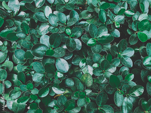 beautiful of dark green leaves background or wallpaper