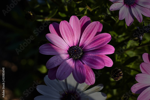 Beautiful purple daisy in a garden