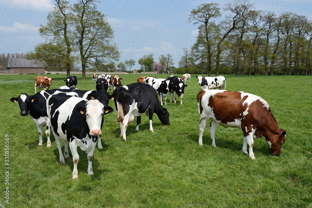 Foto De Vaches Au Pr De Race Normande Et Prim Holstein Do Stock