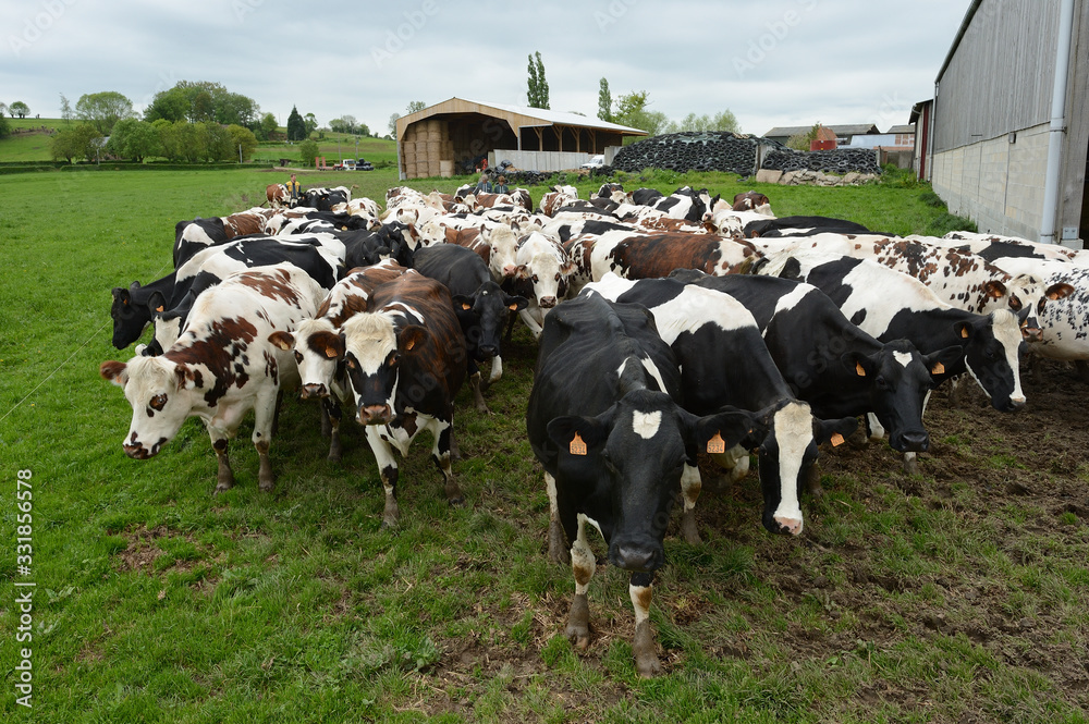 Fototapeta premium Troupeau de vaches empruntant le chemin de la traite...Race normande et prim holstein.
