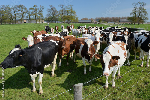 Vaches au pré de race normande et prim holstein