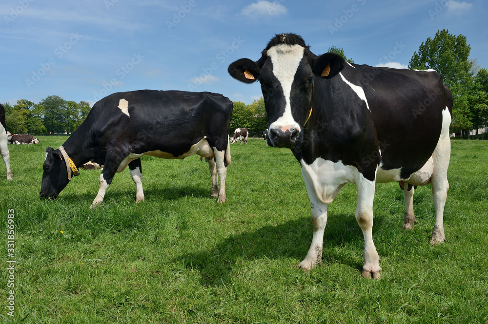 Troupeau vaches prim Holstein Troupeau vaches prim Holstein
