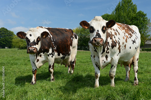 Vache race normandes au pr  