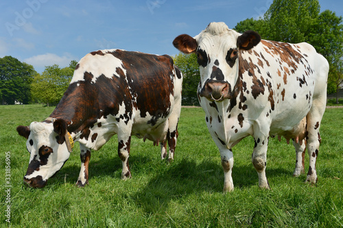 Quadro em tela Vache race normandes au pré