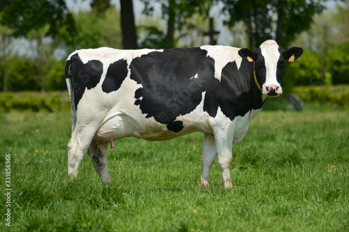 Troupeau vaches prim Holstein