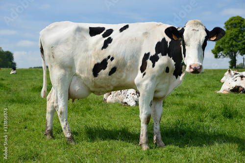 Troupeau vaches prim Holstein