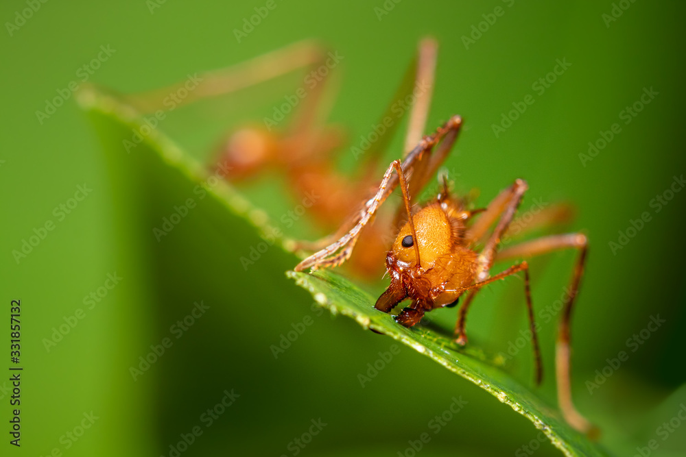 Ant on leaf Ant on leaf