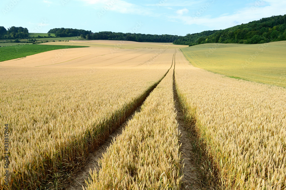 Champs de blé contigus semés avec 2 variétés différentes n #39 ayant pas