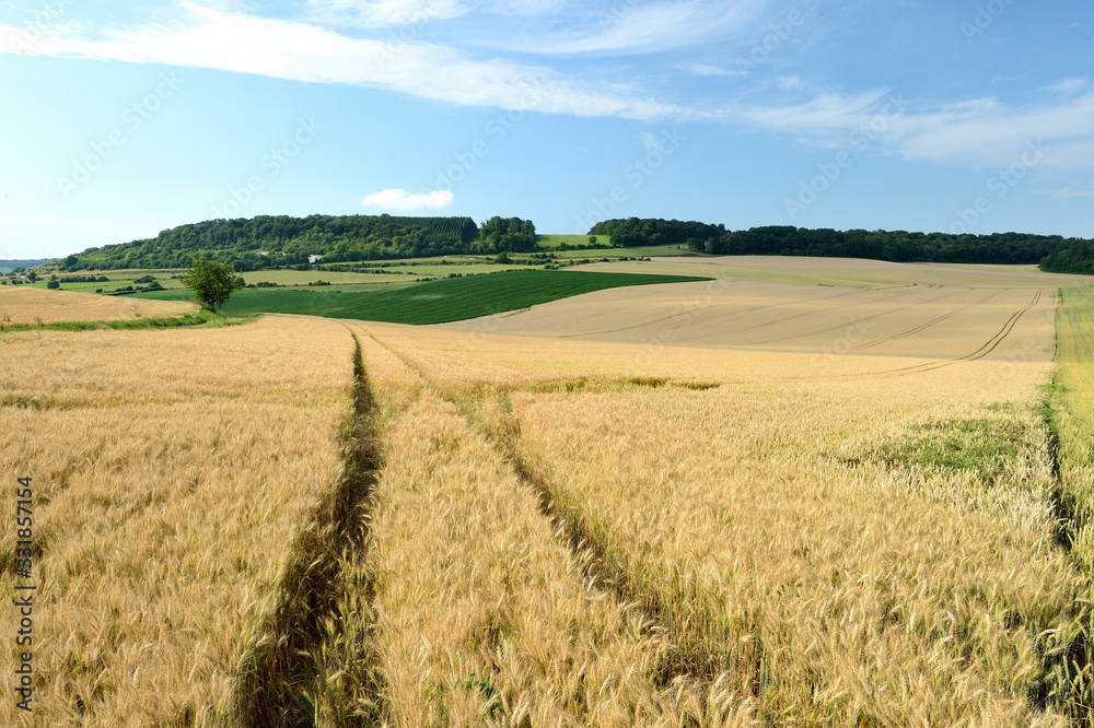 Champs de blé, passage de tracteur