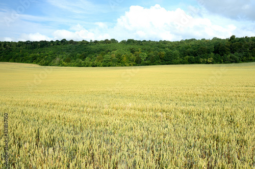 Bild auf Leinwand Champ de blé en bordure de forêt.