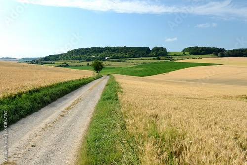Chemin de plaine bordé par un champ d'orge et un champ de blé