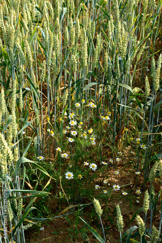 Matricaire dans un champ de blé photo