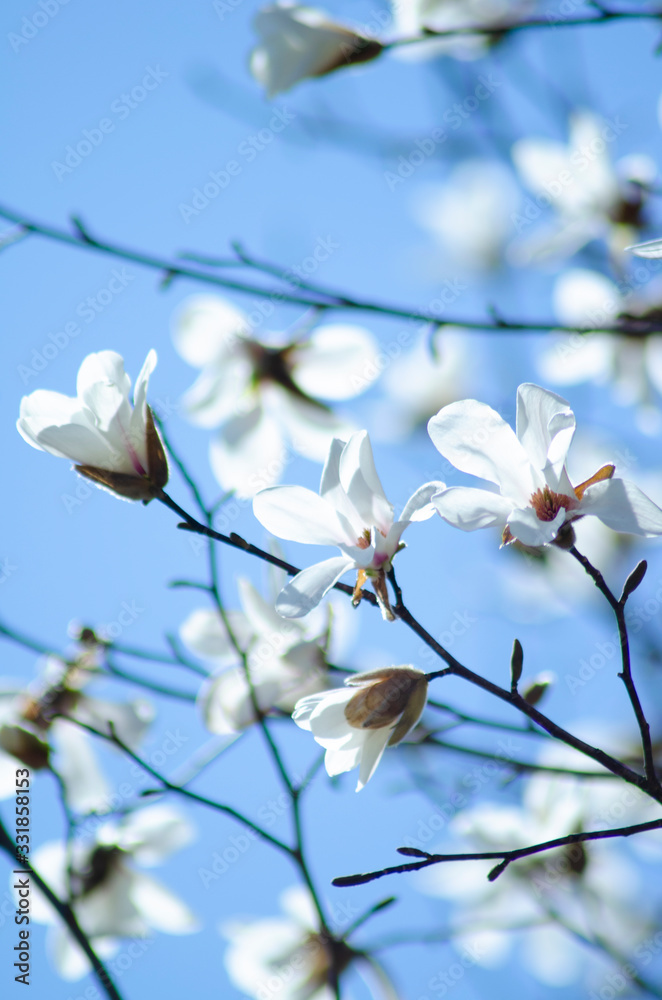 Fototapeta premium 木蓮