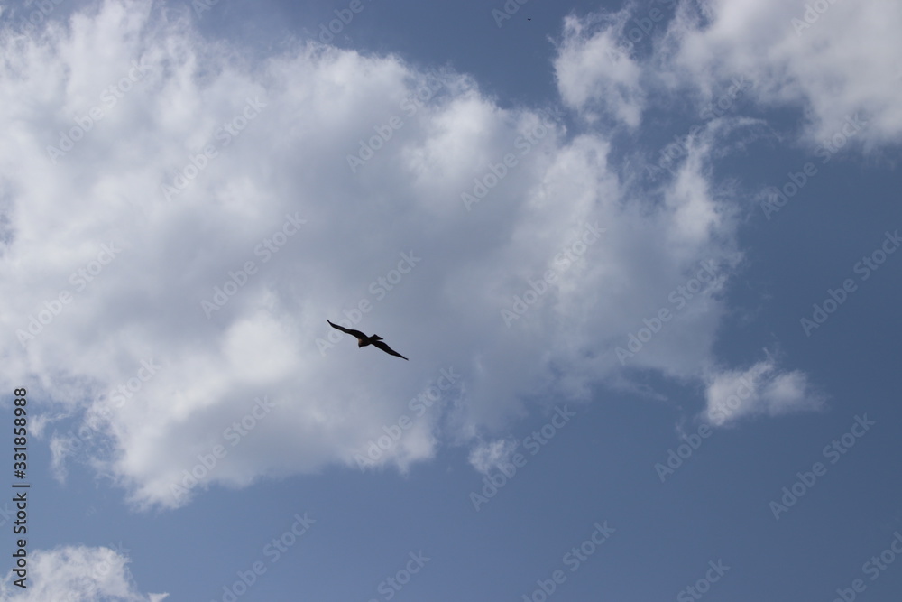 多摩川で飛ぶトンビ