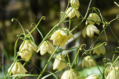 Fritillaria thunbergii (Zhe bei mu) is a medicinal herb containing alkaloid, with pale green flowers blooming downward in spring. photo