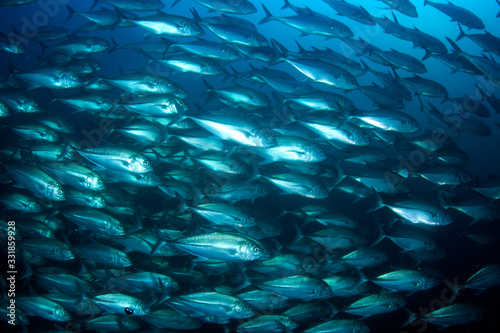 Tuna fish underwater in ocean 