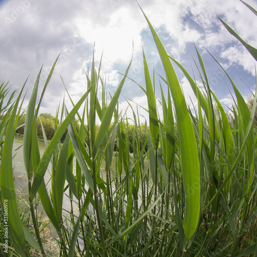 hautes herbes au bord d'un lac