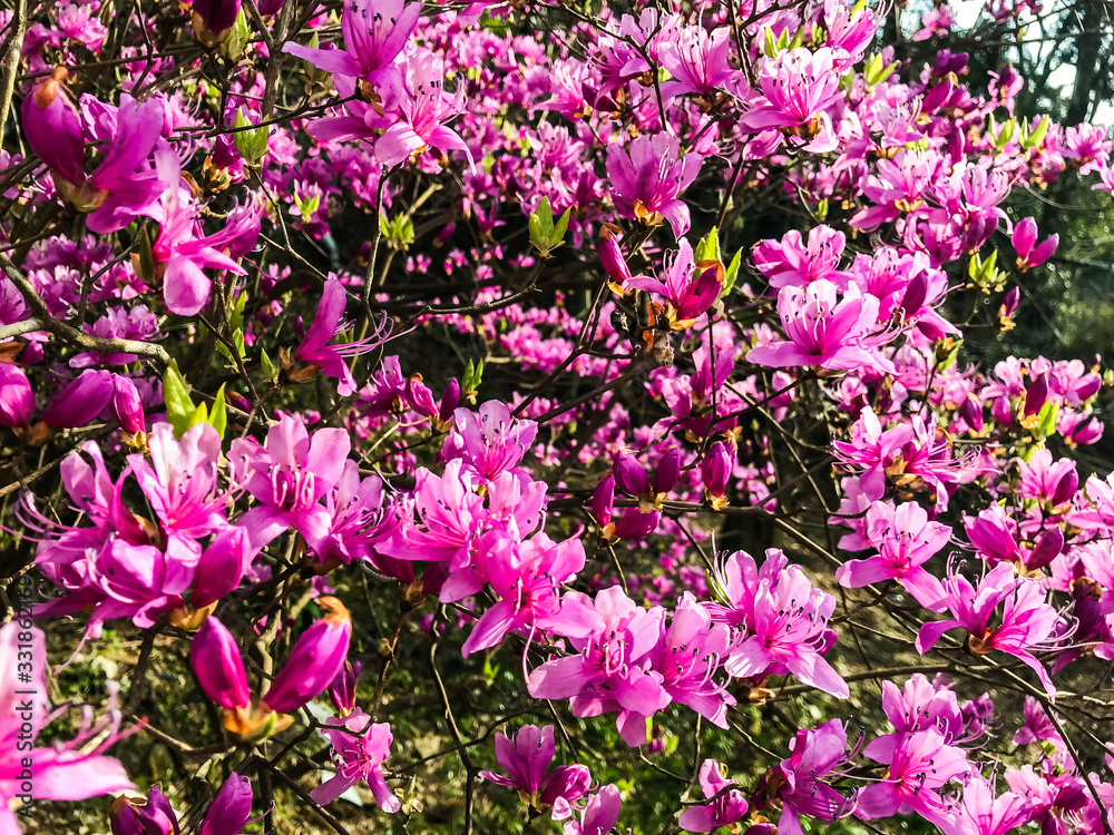 Fototapeta premium 花
