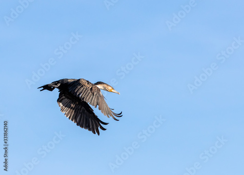  Adult cormorant in flight against blue sky background