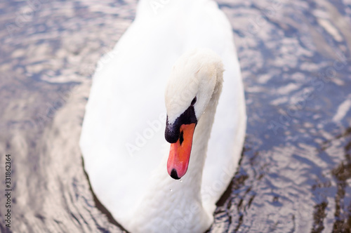 White adult swan floats on the lake, near the shore