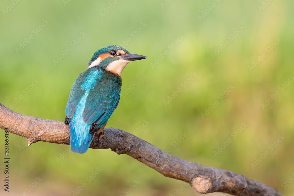 Amazing portrait of common kingfisher (Alcedo atthis) Amazing portrait of common kingfisher (Alcedo atthis)