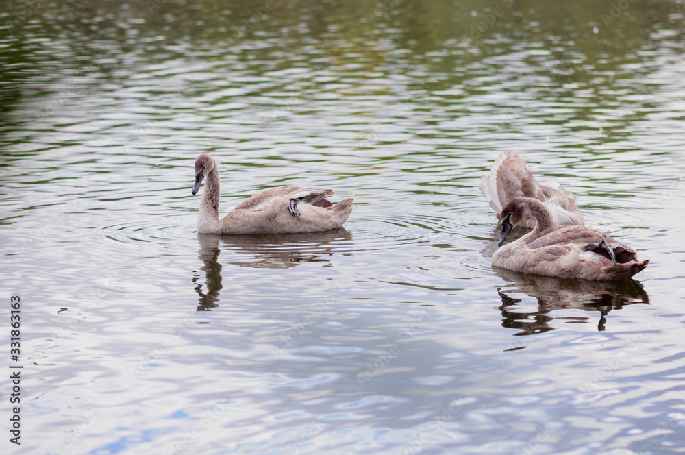A beautiful swan washes on the lake A beautiful swan washes on the lake