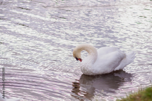A beautiful swan washes on the lake