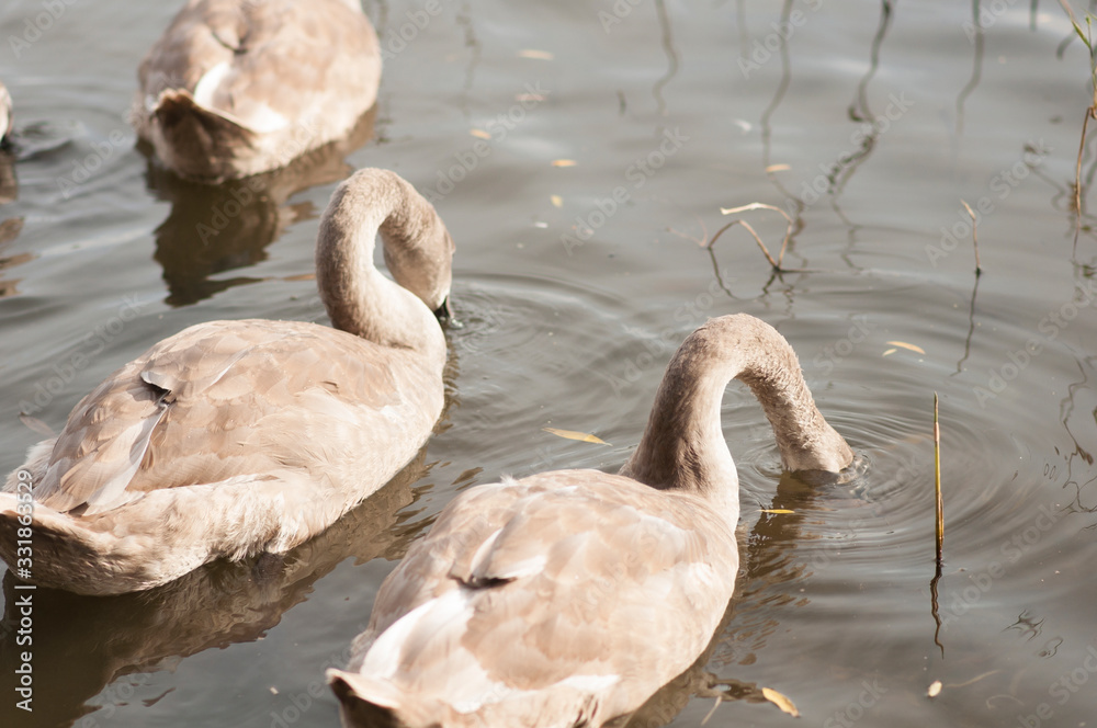 Fototapeta premium A young swan swims along the lake, near the shore