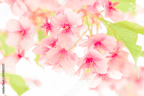 河津桜 © Terara