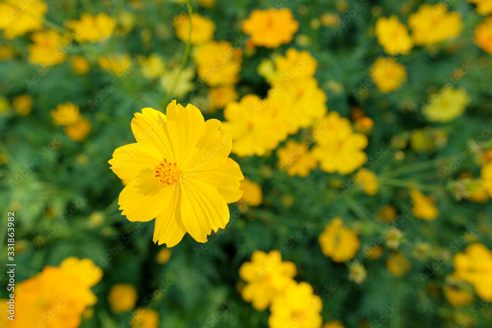 Obraz premium yellow flowers in the garden, yellow flowers background
