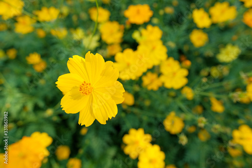 yellow flowers in the garden, yellow flowers background