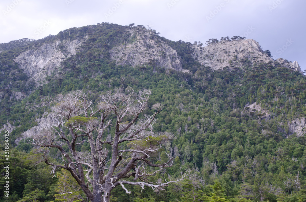 Forest and cliffs in the Conguillio National Park.