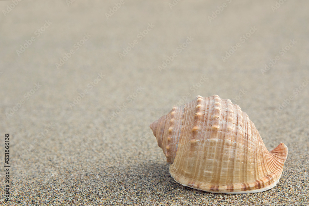 beautiful one shell The spiny bonnet or helmet shell (Galeodea echinophora ) on the sand.space for your text. beautiful one shell The spiny bonnet or helmet shell (Galeodea echinophora ) on the sand.space for your text.