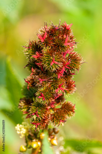 Red Castor Oil Fruits