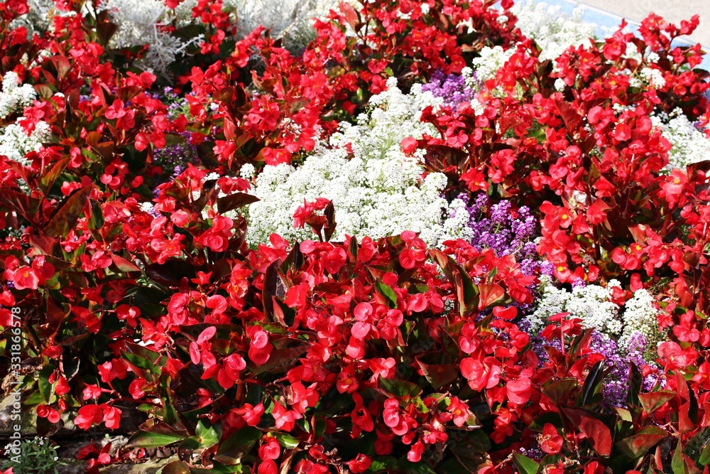 Beautiful border begonia flowers planted on a flowerbed in a city park Beautiful border begonia flowers planted on a flowerbed in a city park