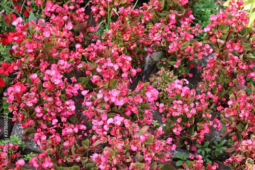 Beautiful border begonia flowers planted on a flowerbed in a city park