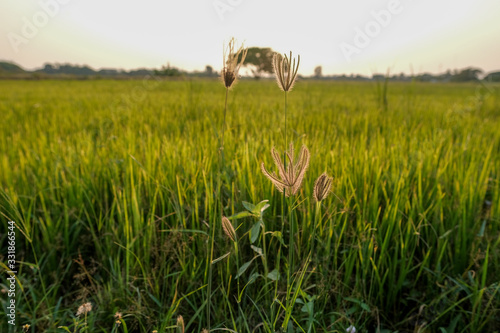 field of rice  green rice background  field of wheat background