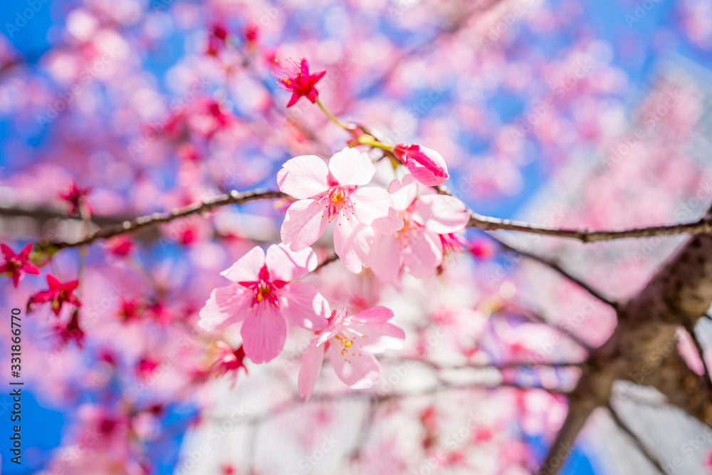 Symbol of spring in Japan SAKURA Cherry Blossoms Symbol of spring in Japan SAKURA Cherry Blossoms