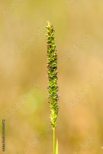 Grass flower of Bangladesh