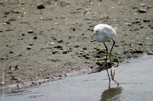 Snowy egret Egretta thula in the coast. photo