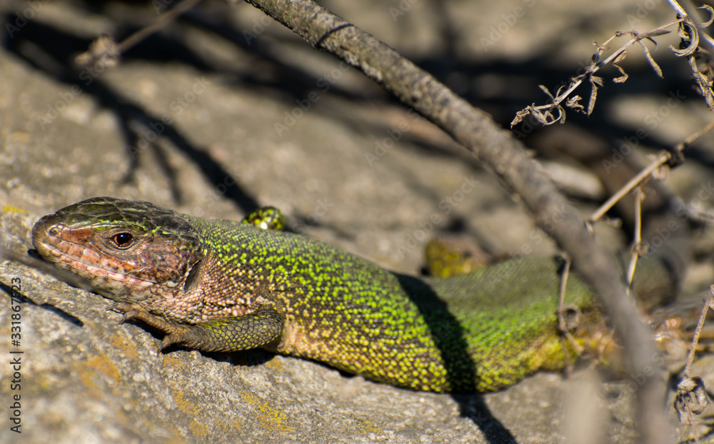 A beautiful green lizard - Lacerta viridis, that lives in Europe A beautiful green lizard - Lacerta viridis, that lives in Europe