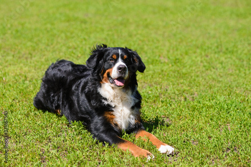 Portrait of large luxurious manicured dog Berner Sennenhund lying on background of green spring grass on sunny day