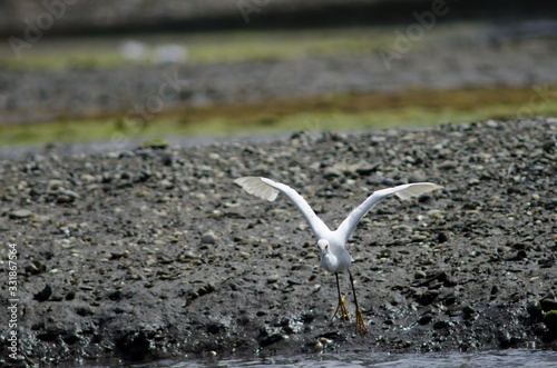 Snowy egret Egretta thula in the coast. photo