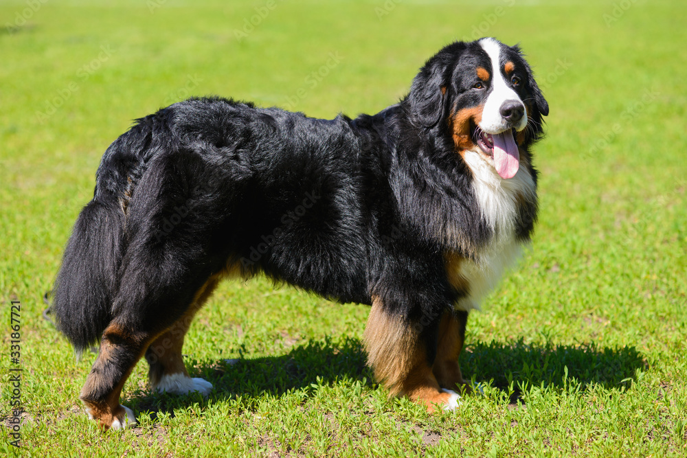 Portrait of large luxurious well-groomed dog Berner Sennenhund, standing in profile on field of green spring grass on sunny day