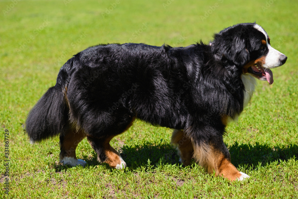 Fototapeta premium Portrait of large luxurious well-groomed dog Berner Sennenhund, standing in profile on field of green spring grass on sunny day