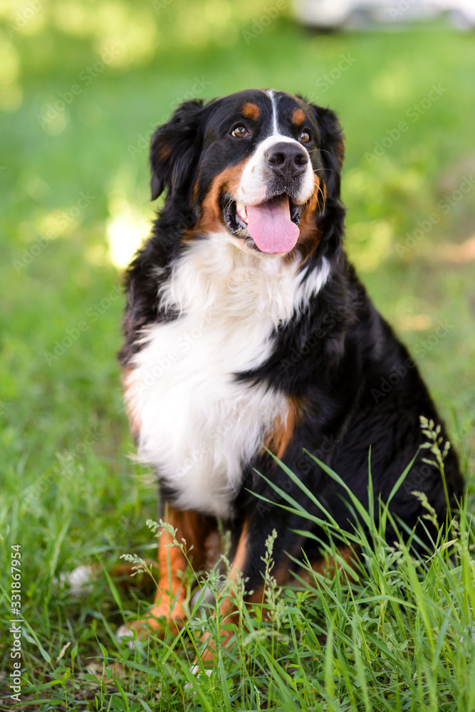 Portrait of large well-kept dog Berner Sennenhund sitting on side of lawn in green spring grass, in park