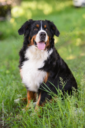 Portrait of large well-kept dog Berner Sennenhund sitting on side of lawn in green spring grass, in park